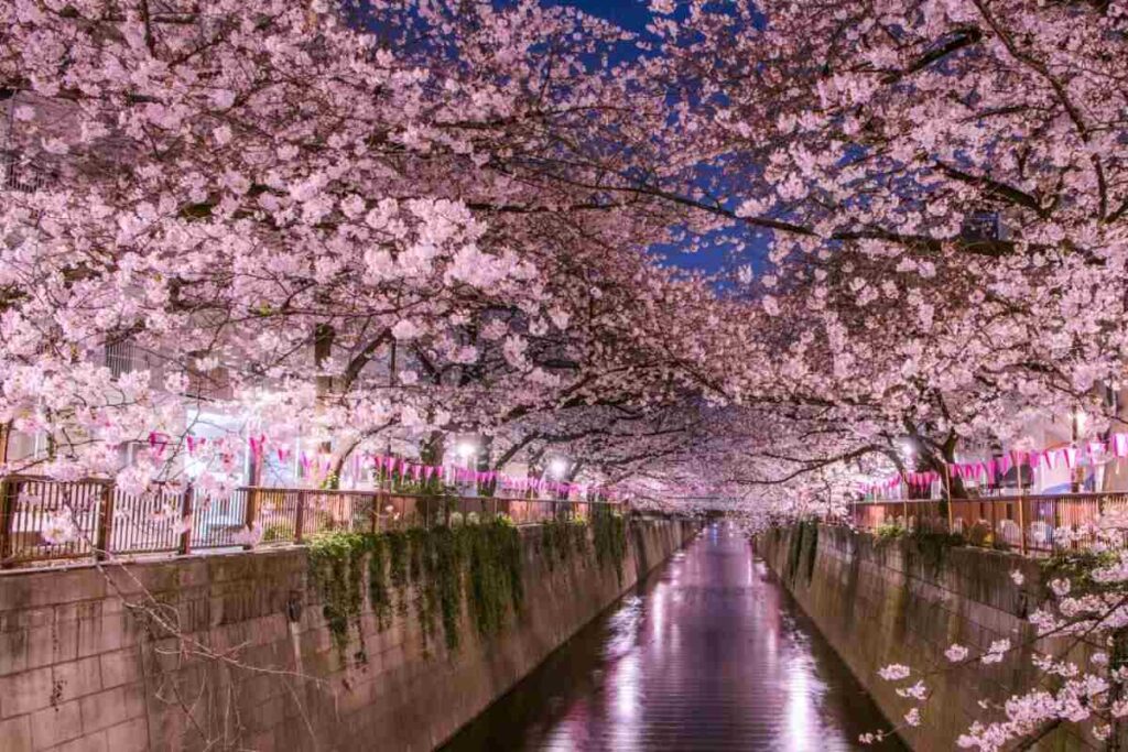 cherry blossom
