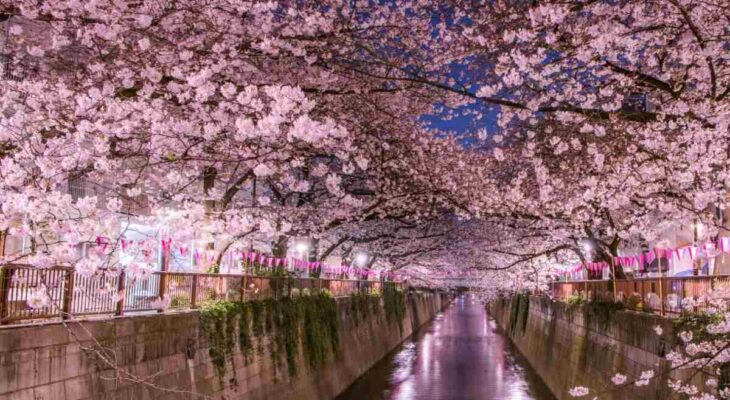 cherry blossom